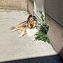 animal, calm, canine, collie, concrete, daylight, dog, domestic, fur, greenery, lying_down, nature, outdoor, pet, plant, relaxed, resting, shadow, sunlight, wall