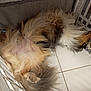 U.s. Hinata participe au concours pour gagner de l'argent avec cette photo : animal, black, brown, canine, crate, dog, floor, fluffy, fur, indoor, lying_down, paw, pet, playful, relaxed, resting, sleeping, tile, toy, white