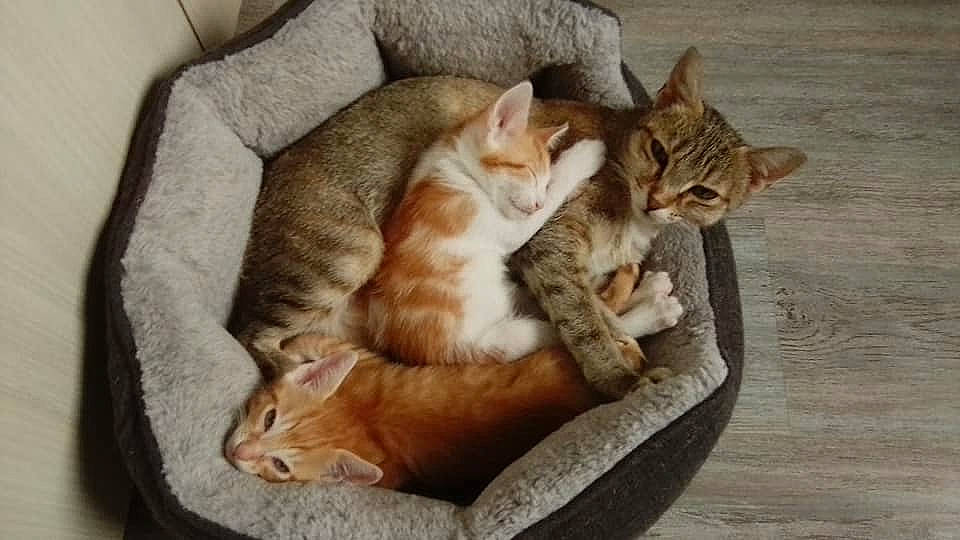 Roussette a rejoint le concours — aidez-le/la à gagner de superbes lots ! aegean_cat, american_wirehair, arabian_mau, asian, australian_mist, carnivore, cat, domestic_short_haired_cat, dragon_li, european_shorthair, felidae, german_rex, kitten, mammal, nap, paw, small_to_medium_sized_cats, tabby_cat, vertebrate, whiskers