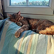 Roussette a rejoint le concours — aidez-le/la à gagner de superbes lots ! animal, blanket, cat, comfort, cozy, daylight, feline, home, indoor, nap, paw, pet, relaxation, resting, sleeping, striped, sunlight, tabby, tail, window