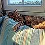 animal, blanket, cat, comfort, cozy, daylight, feline, home, indoor, nap, paw, pet, relaxation, resting, sleeping, striped, sunlight, tabby, tail, window