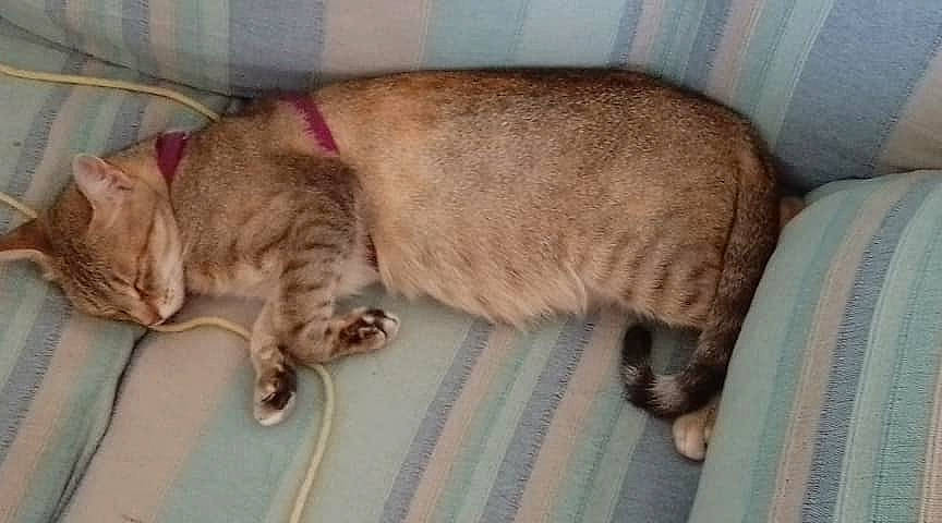 Roussette participe au concours pour gagner de l'argent avec cette photo : asian, australian_mist, carnivore, cat, domestic_short_haired_cat, dragon_li, european_shorthair, fawn, felidae, kitten, mammal, nap, ocicat, pixie_bob, small_to_medium_sized_cats, tabby_cat, tail, vertebrate, whiskers