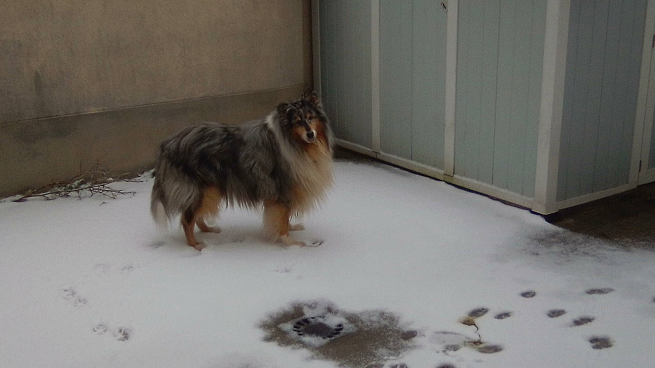 Hermès Silver Blue Dream a rejoint le concours — aidez-le/la à gagner de superbes lots ! ancient_dog_breeds, canidae, carnivore, collie, companion_dog, dog, dog_breed, door, fawn, fur, herding_dog, liver, rough_collie, shetland_sheepdog, snout, snow, sporting_group, terrestrial_animal, winter, working_dog