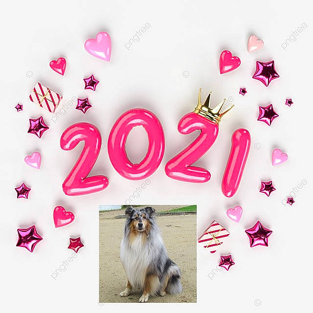 Hermès Silver Blue Dream participe au concours pour gagner de l'argent avec cette photo : carnivore, collie, felidae, fur, graphic_design, magenta, pink, snout, whiskers