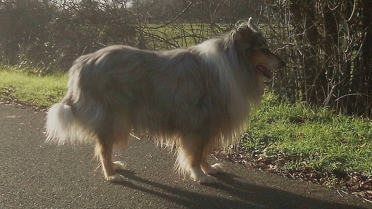 Hermès Silver Blue Dream a rejoint le concours — aidez-le/la à gagner de superbes lots ! ancient_dog_breeds, canidae, carnivore, collie, companion_dog, dog, dog_breed, fawn, herding_dog, morning, non_sporting_group, rough_collie, shetland_sheepdog, snout, sporting_group, sunlight, tail, working_animal, working_dog