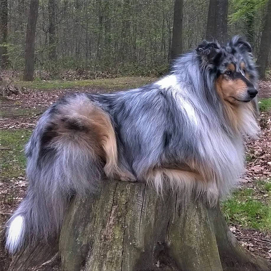 Hermès Silver Blue Dream