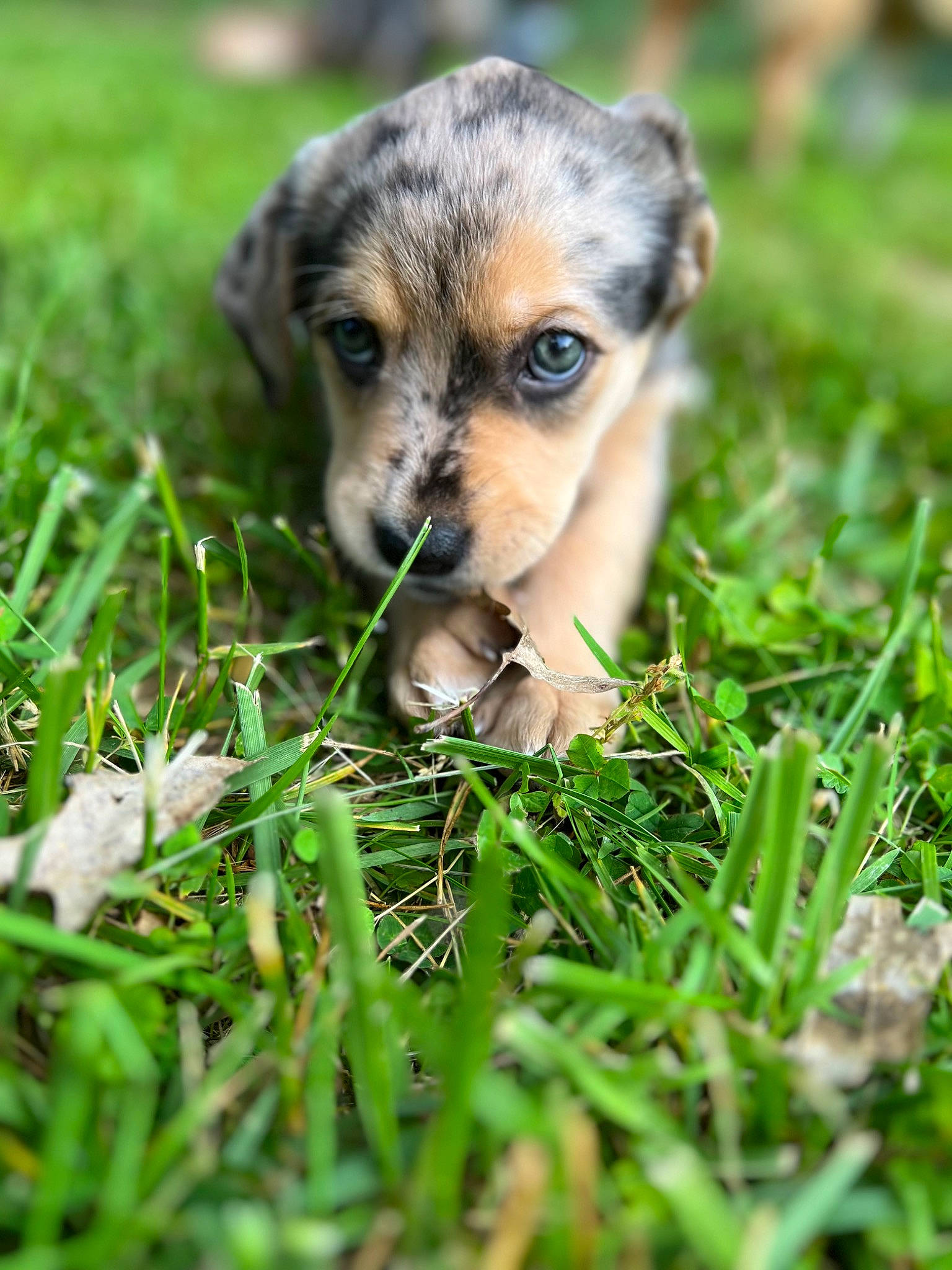 Dolly joined the competition — help win amazing prizes! aircraft, canidae, carnivore, companion_dog, dog, dog_breed, fawn, fur, grass, grassland, paw, plant, puppy, snout, sporting_group, terrestrial_animal, toy_dog, whiskers, wildlife, working_dog