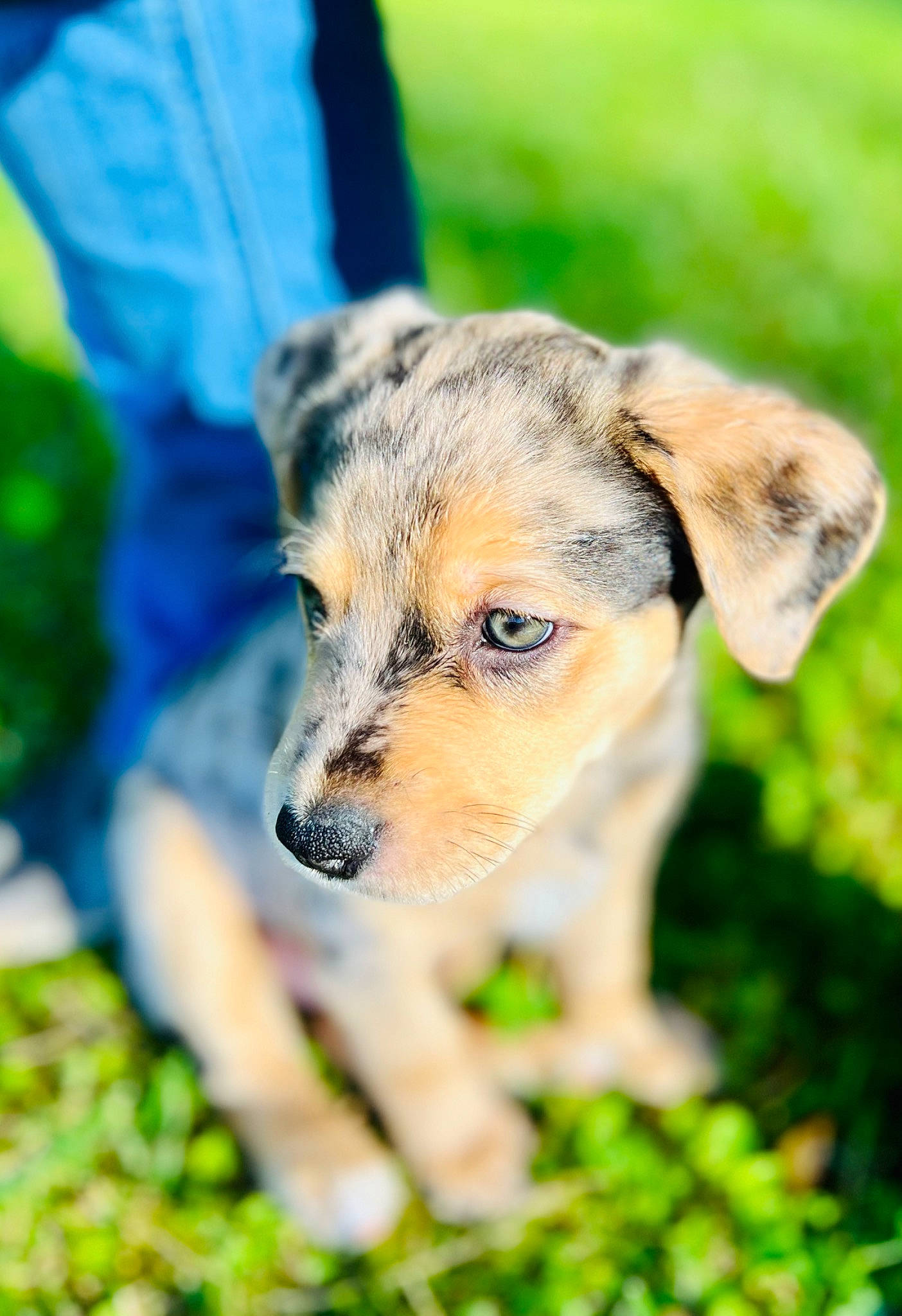 Dolly is registered to the contest to win money with this photo: carnivore, companion_dog, dog, dog_breed, fawn, grass, groundcover, plant, sporting_group, terrestrial_animal, tree, whiskers, wildlife, working_animal, working_dog