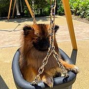 Yùmi participe au concours pour gagner de l'argent avec cette photo : dog, pomeranian, swing, playground, chain, sunlight, outdoor, pet, animal, furry, seat, park, shade, daytime, cute, small_dog, fur, leisure, nature, play