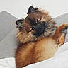 Yùmi participe au concours pour gagner de l'argent avec cette photo : dog, pomeranian, pet, fluffy, fur, couch, indoor, relaxing, animal, cute, small_dog, brown_fur, black_face, ears, tail, comfort, home, looking, portrait, cozy