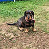 dog, puppy, wire_haired, dachshund, grass, yard, outdoor, pet, collar, pink_collar, blue_pool, summer, animal, cute, small_dog, sitting, looking, nature, playful, garden