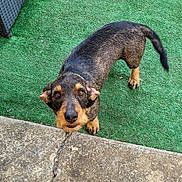 Surprise participe au concours pour gagner de l'argent avec cette photo : dog, outdoor, green_grass, artificial_turf, concrete, curious, pet, animal, brown_fur, black_fur, tail, ears, snout, paws, looking_up, texture, daylight, nature, small_dog, companion