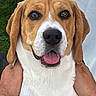 dog, beagle, pet, animal, close_up, tongue_out, ears, fur, white, brown, black, face, expression, outdoor, hands, holding, portrait, cute, friendly, happy