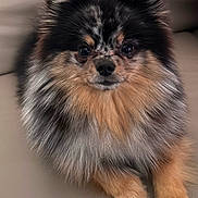 Winny participe au concours pour gagner de l'argent avec cette photo : animal, black, canine, companion, couch, cute, dog, domestic, fluffy, fur, gray, indoor, leather, paw, pet, pomeranian, portrait, sitting, small_dog, tan