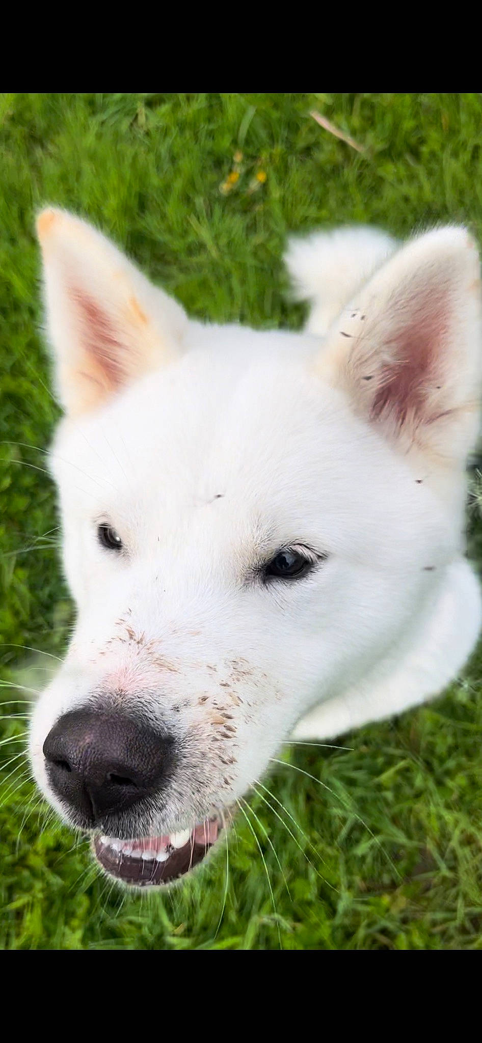 Alaska participe au concours pour gagner de l'argent avec cette photo : ancient_dog_breeds, canidae, carnivore, companion_dog, dog, dog_breed, fawn, grass, non_sporting_group, plant, snout, sporting_group, terrestrial_animal, whiskers, working_animal, working_dog
