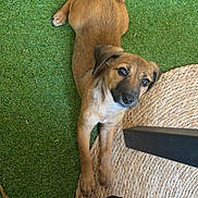 Bucky a rejoint le concours — aidez-le/la à gagner de superbes lots ! puppy, dog, brown_dog, lying_down, grass, artificial_grass, mat, woven_mat, floor, pet, canine, indoor, outdoor, table_leg, shoe, looking_up, four_legs, young_dog, cute, animal