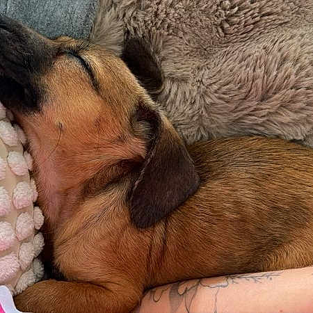 Bucky participe au concours pour gagner de l'argent avec cette photo : puppy, dog, sleeping, resting, pillows, cushion, soft, cozy, brown_dog, pet, nap, indoor, closeup, fur, relaxation, comfort, home, animal, cute, peaceful