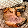 Bucky a rejoint le concours — aidez-le/la à gagner de superbes lots ! dog, pet, animal, lying_down, fluffy_blanket, pillow, relaxed, cute, brown_fur, indoor, cozy, paw, tail, ears, face, bed, resting, comfort, home, fur