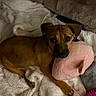 dog, brown_dog, puppy, blanket, plush_toy, pink_toy, cozy, indoor, pet, soft_texture, fur, resting, cute, small_dog, animal, comfort, laying_down, looking_at_camera, toy, relaxed