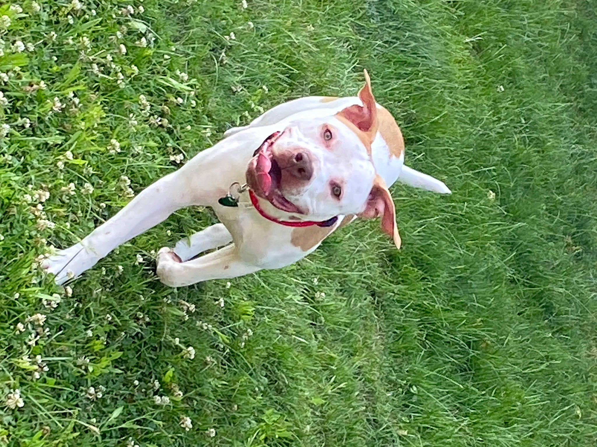 Camo is registered to the contest to win money with this photo: canidae, carnivore, collar, companion_dog, dog, dog_breed, fawn, grass, grassland, lawn_ornament, non_sporting_group, plant, snout, sporting_group, sports_toy, tail, terrestrial_animal, toy, working_animal, working_dog