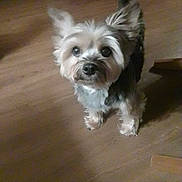 Rosie joined the competition — help win amazing prizes! dog, small_dog, fluffy, pet, indoor, wooden_floor, looking_up, curious, canine, animal, companion, domestic_animal, cute, fur, standing, ears_up, adorable, friendly, household, paw