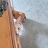 cat, furniture, wood, peeking, eye, curious, indoor, floor, concrete, whiskers, ear, pet, animal, mischievous, hidden, closeup, light, shadow, texture, quiet