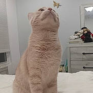 Baby Boy joined the competition — help win amazing prizes! cat, butterfly, bed, indoor, curious, feline, animal, pet, furniture, window, dresser, blanket, white_wall, domestic, mammal, looking_up, soft_light, quiet, still_life, cute