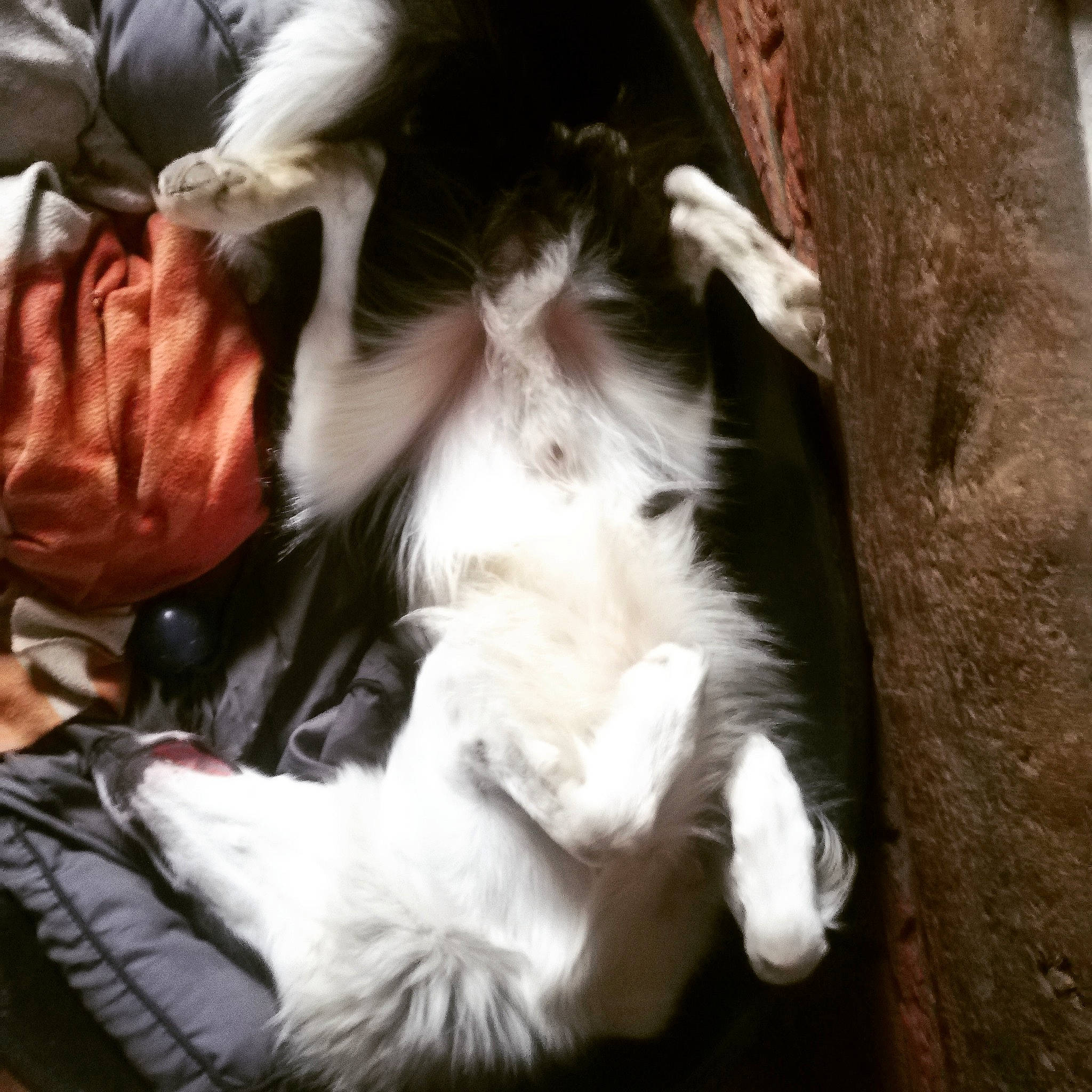 Looping a rejoint le concours — aidez-le/la à gagner de superbes lots ! canidae, carnivore, companion_dog, dog, dog_breed, ear, fur, phalene, puppy, puppy_love