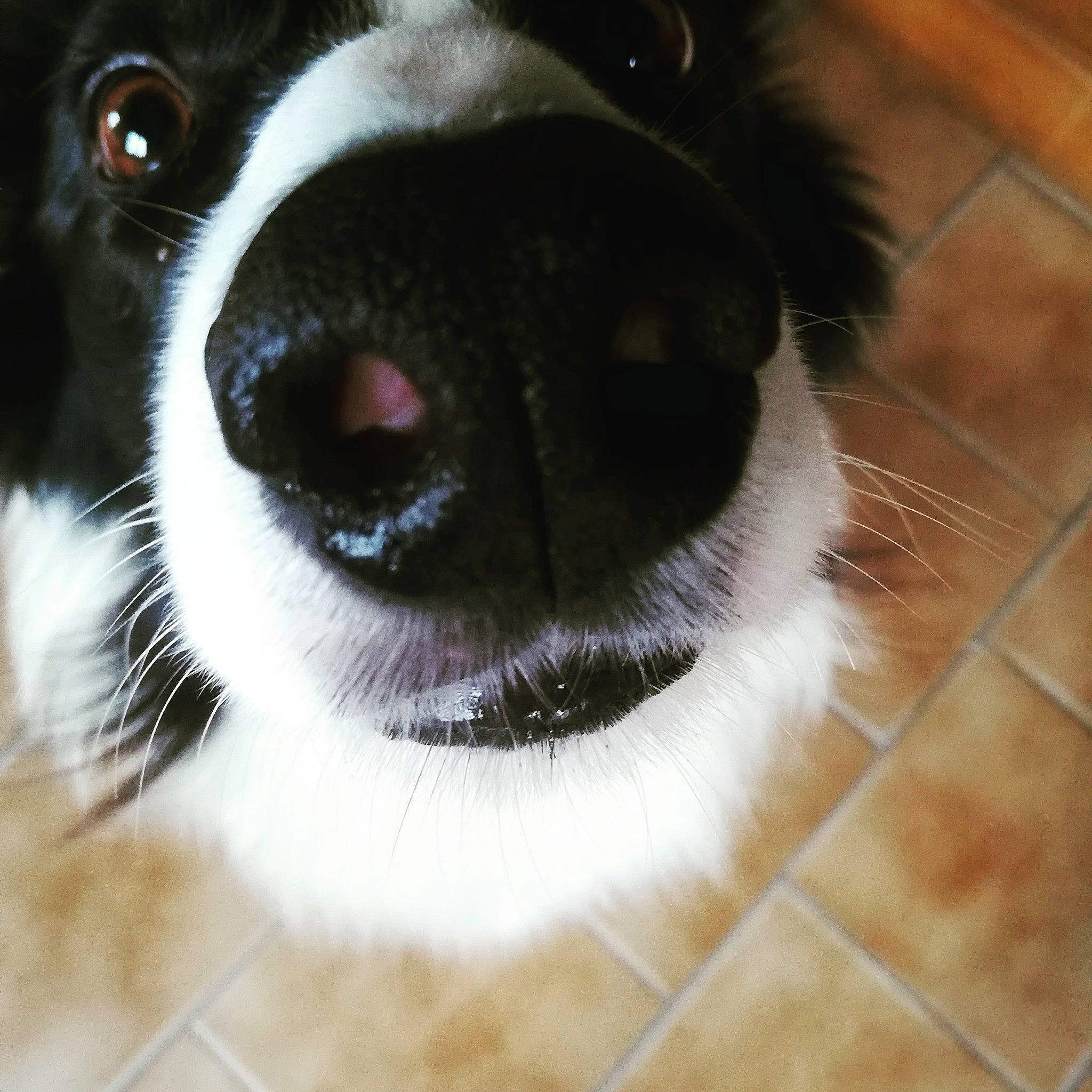 Looping a rejoint le concours — aidez-le/la à gagner de superbes lots ! bernese_mountain_dog, border_collie, canidae, carnivore, close_up, companion_dog, dog, dog_breed, eye, fur, nose, phalene, puppy, snout, sporting_group, stabyhoun, whiskers