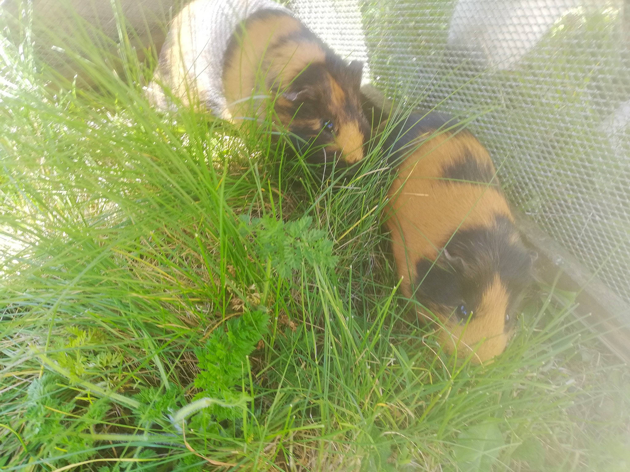 Zweili Et éclair participe au concours pour gagner de l'argent avec cette photo : canidae, carnivore, dog_breed, fawn, grass, guinea_pig, plant