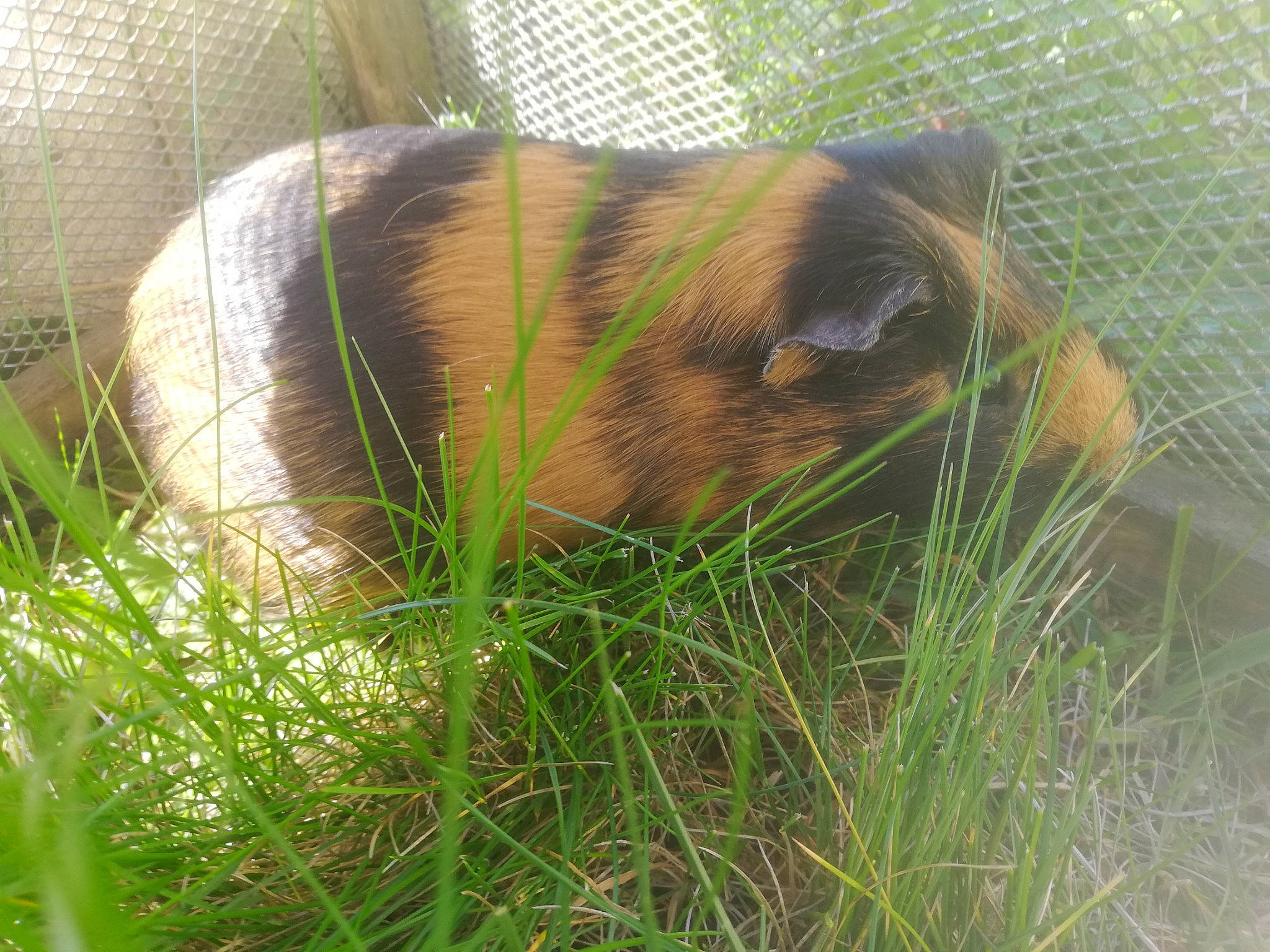 Zweili Et éclair a rejoint le concours — aidez-le/la à gagner de superbes lots ! canidae, carnivore, dog_breed, fawn, grass, nose, plant, snout