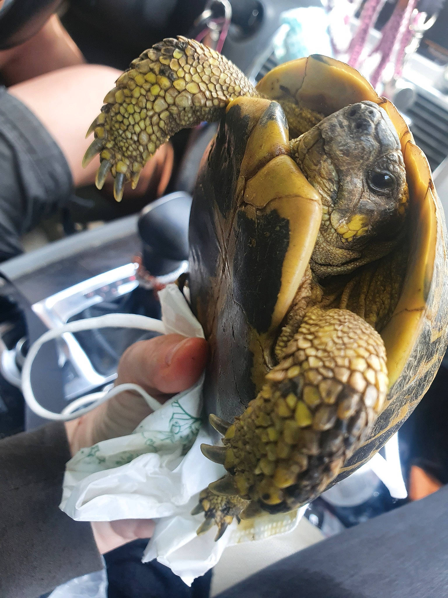 Tortule participe au concours pour gagner de l'argent avec cette photo : reptile, tortoise, turtle