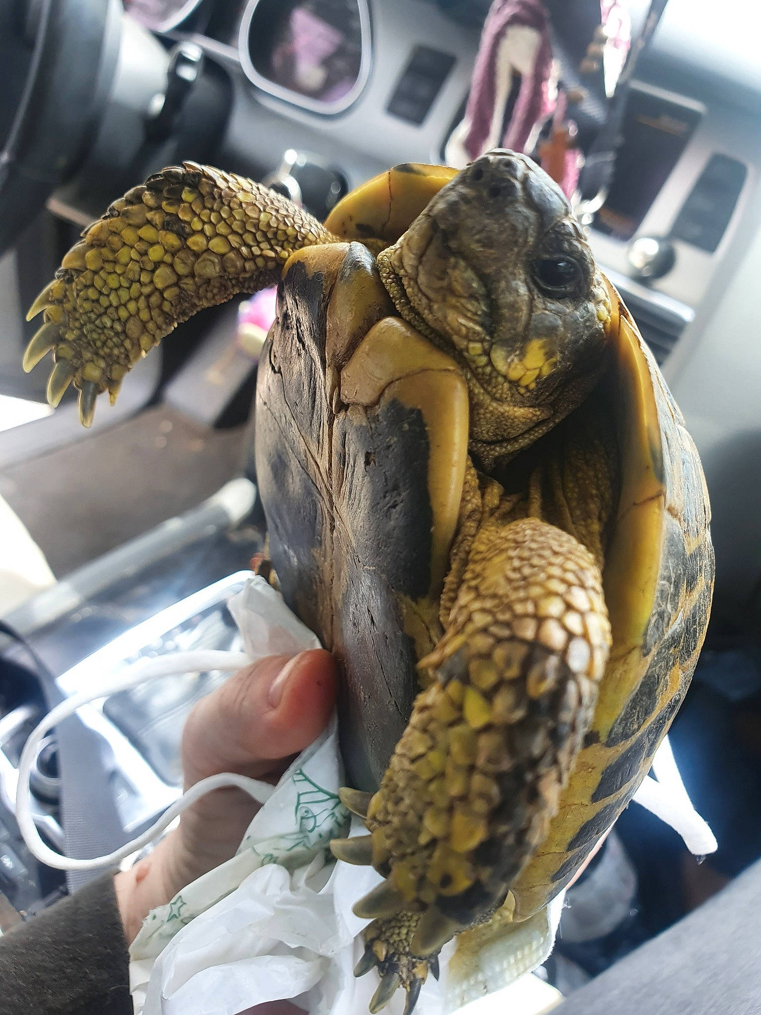 Tortule a rejoint le concours — aidez-le/la à gagner de superbes lots ! claw