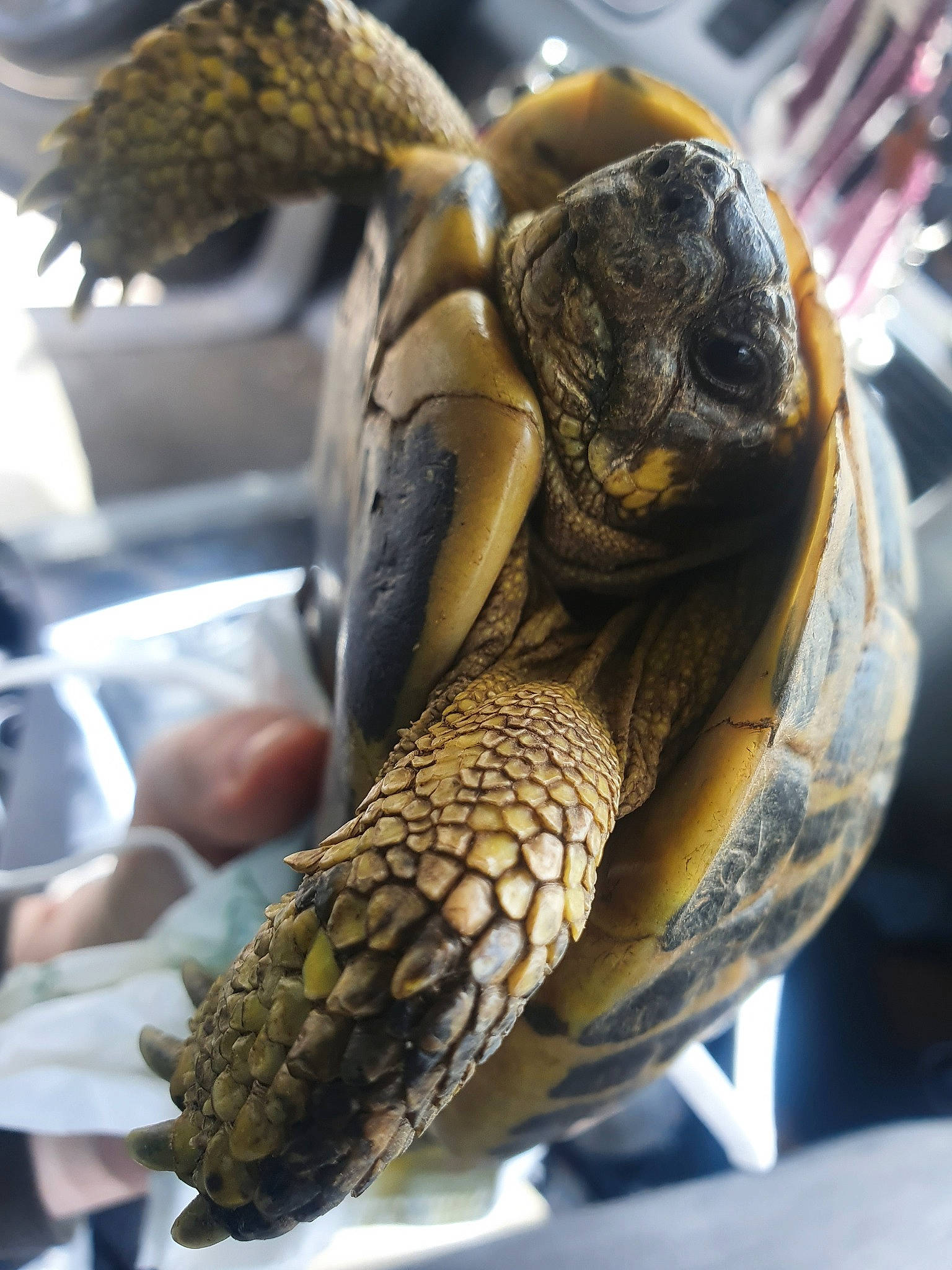 Tortule a rejoint le concours — aidez-le/la à gagner de superbes lots ! organism, pond_turtle, reptile, terrapin, tortoise, turtle