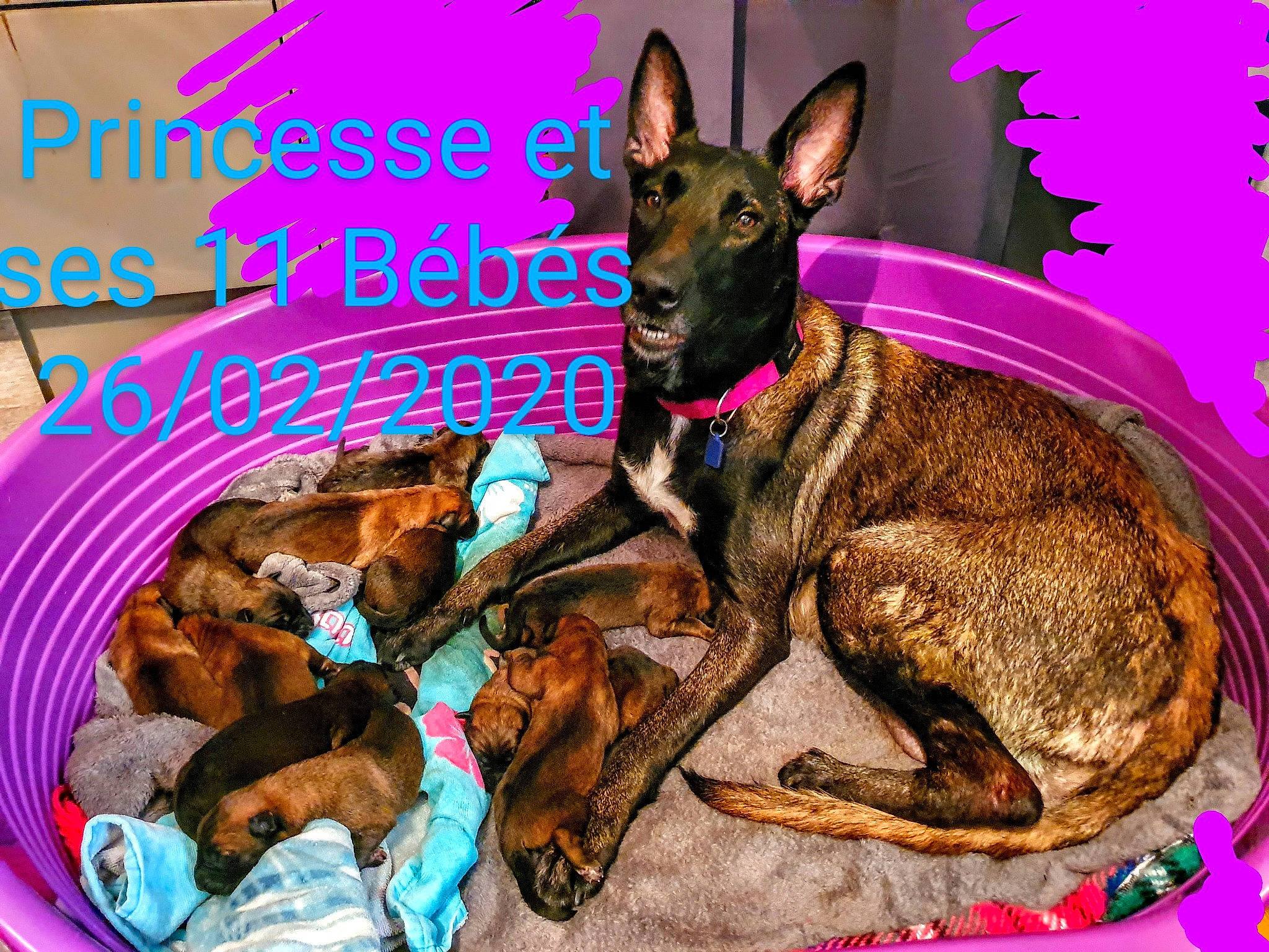 Ribellu participe au concours pour gagner de l'argent avec cette photo : belgian_shepherd_malinois, canidae, carnivore, dog, dog_breed, dutch_shepherd_dog, german_shepherd_dog, mammal, rare_breed_dog, vertebrate