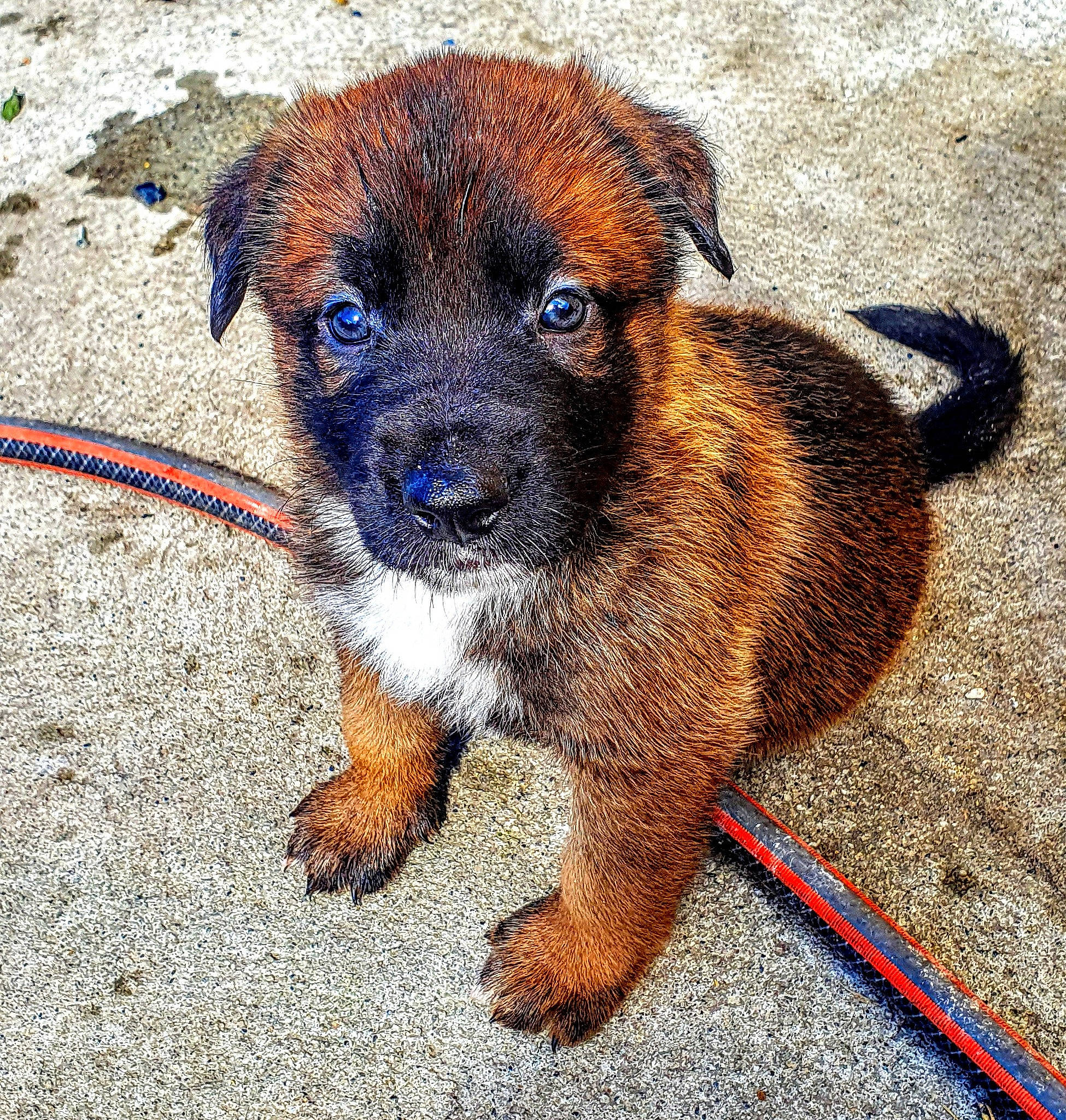 Ribellu a rejoint le concours — aidez-le/la à gagner de superbes lots ! border_terrier, canidae, carnivore, companion_dog, dog, dog_breed, mammal, puppy, rare_breed_dog, snout, sporting_group, terrier, vertebrate