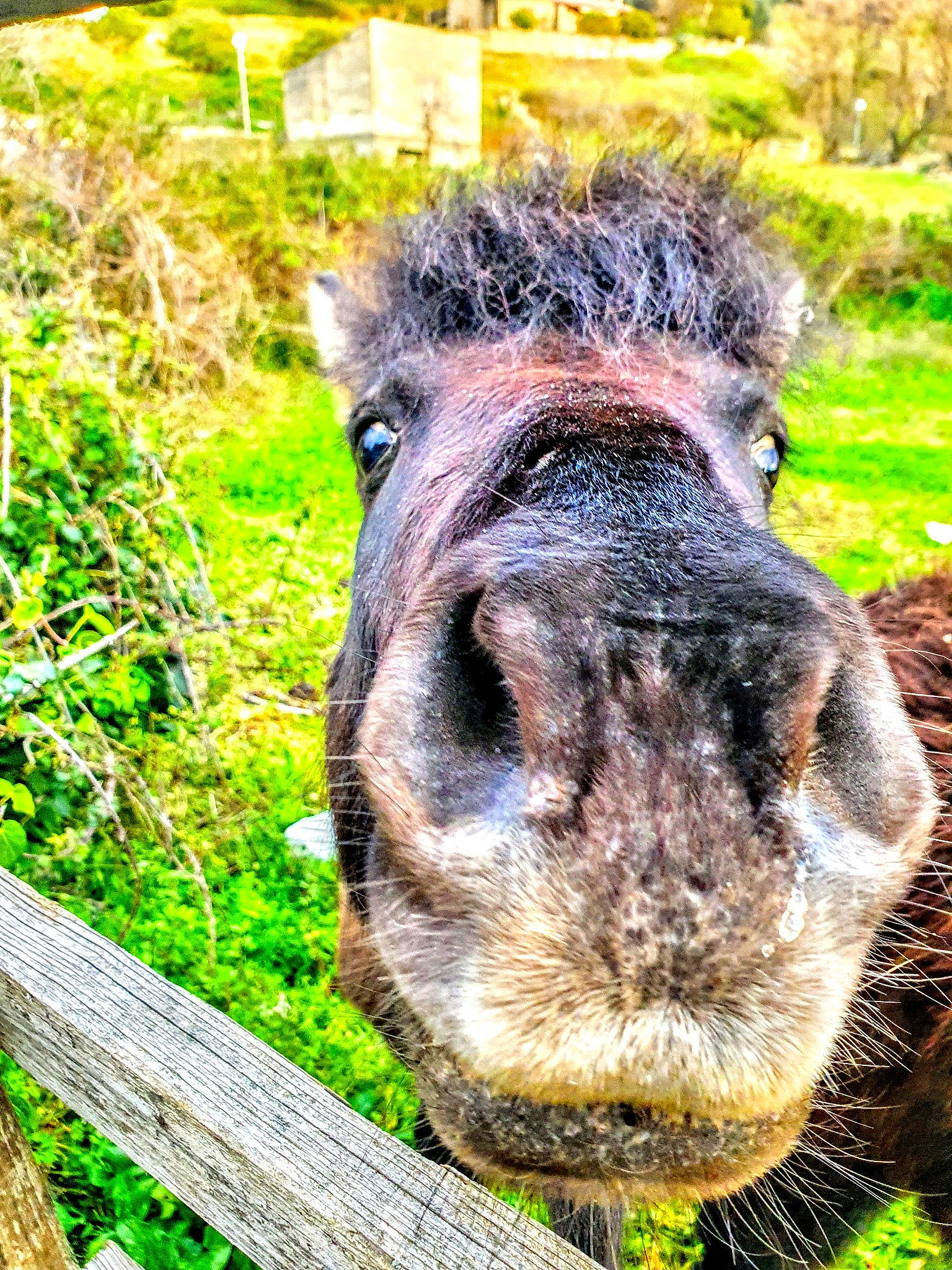 Napoléon participe au concours pour gagner de l'argent avec cette photo : burro, close_up, ear, eye, farm, grass, horse, livestock, pasture, photography, plant, pony, shetland_pony, snout, terrestrial_animal, wildlife, working_animal