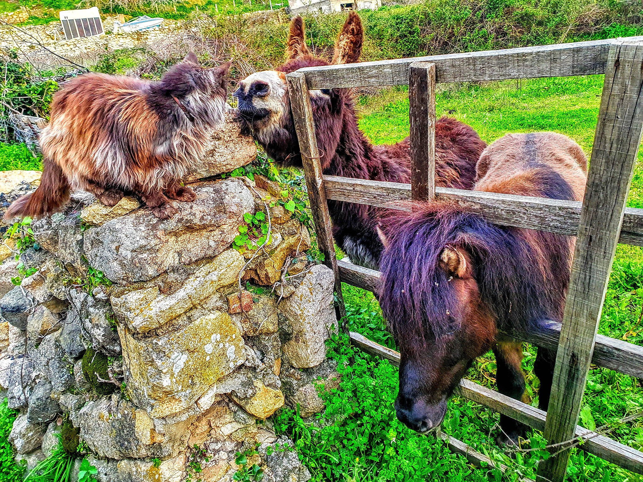Napoléon participe au concours pour gagner de l'argent avec cette photo : cairn_terrier, canidae, carnivore, dog, dog_breed, plant, sporting_group, terrier
