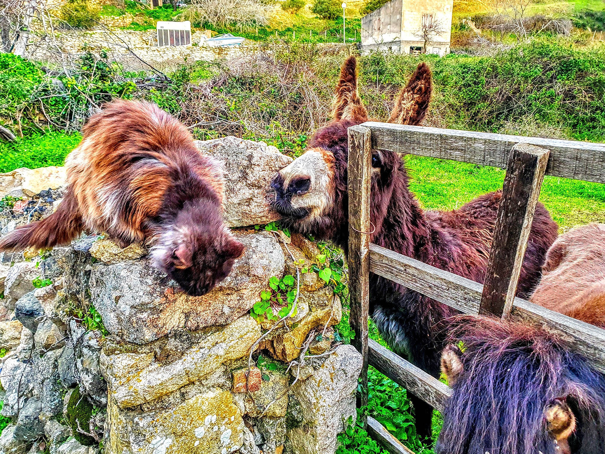 Napoléon a rejoint le concours — aidez-le/la à gagner de superbes lots ! briard, canidae, carnivore, dog, dog_breed, mammal, plant, sporting_group