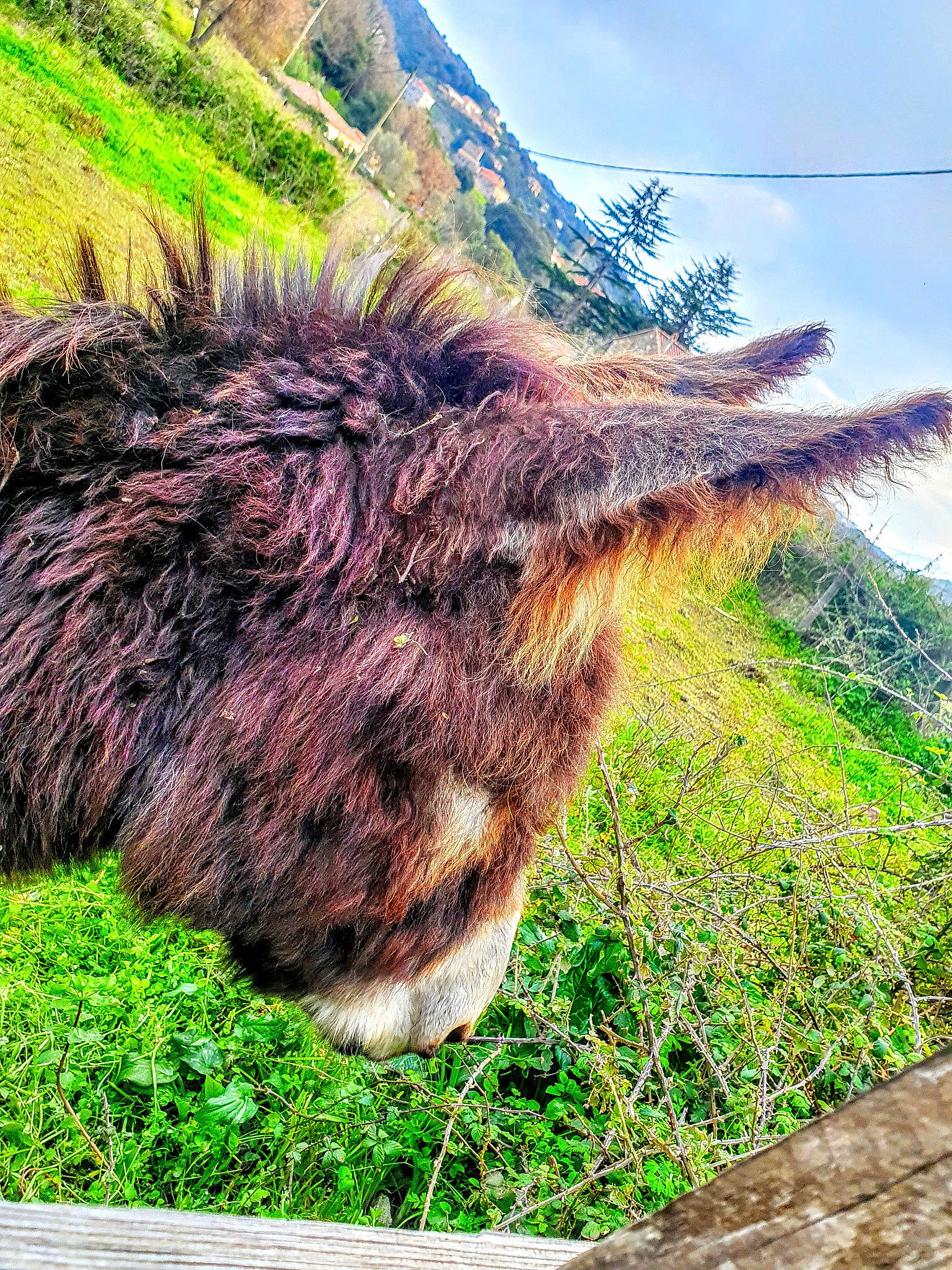 Napoléon participe au concours pour gagner de l'argent avec cette photo : fur, grass, highland, hill, mountain, pasture, photography, plant, sky, tourism, tree, wilderness, wildlife