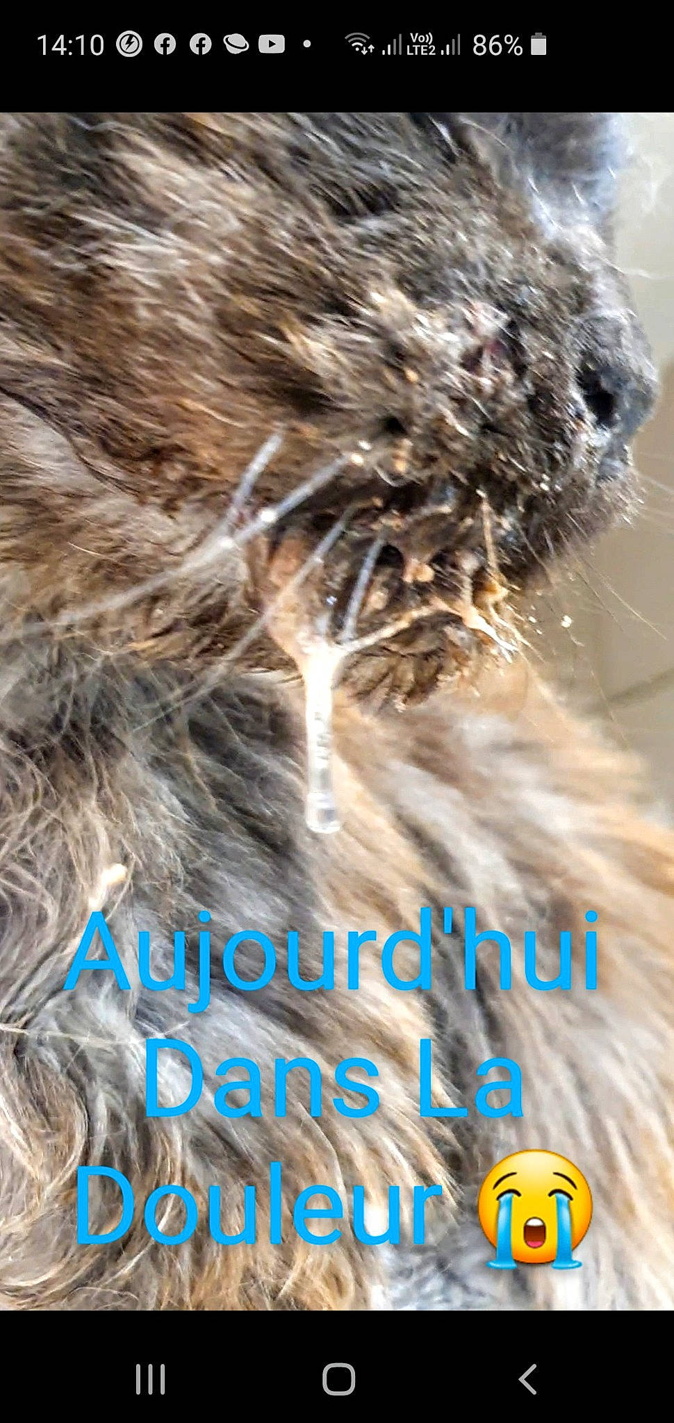 Lancelot a rejoint le concours — aidez-le/la à gagner de superbes lots ! fur, hair, organism, photo_caption, photography