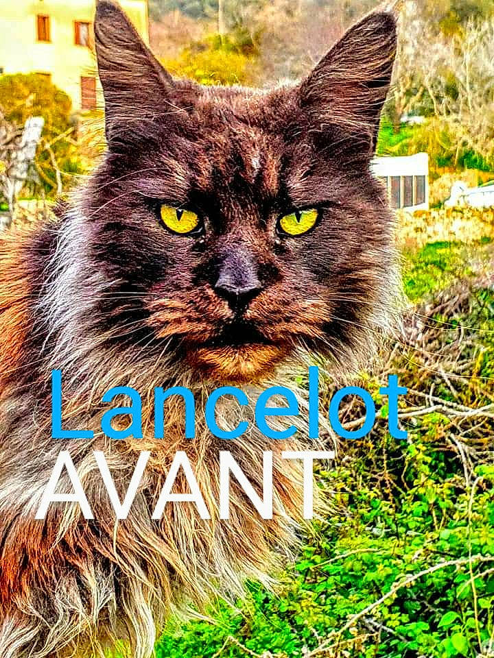 Lancelot a rejoint le concours — aidez-le/la à gagner de superbes lots ! carnivore, cat, domestic_long_haired_cat, domestic_short_haired_cat, european_shorthair, felidae, grass, maine_coon, mammal, nebelung, norwegian_forest_cat, siberian, small_to_medium_sized_cats, tabby_cat, whiskers, wild_cat, wildlife