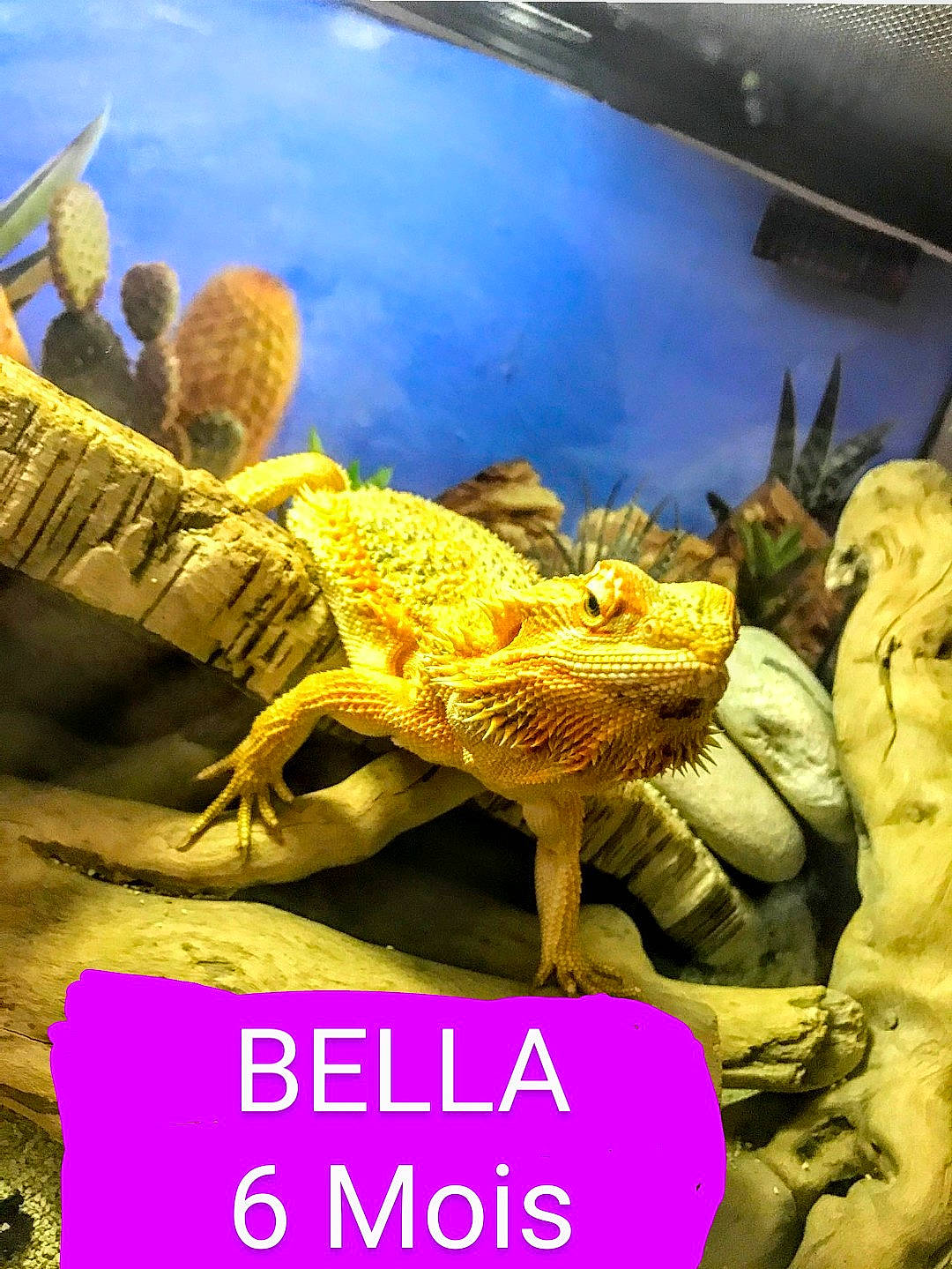 Bella a rejoint le concours — aidez-le/la à gagner de superbes lots ! adaptation, agama, chameleon, dragon_lizard, iguana, iguania, lizard, organism, reptile, scaled_reptile