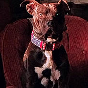 Buck is registered to the contest to win money with this photo: dog, pet, animal, collar, stars_and_stripes, indoor, armchair, red_furniture, sitting, brown_dog, white_markings, portrait, moody_lighting, shadow, fur, ears, face, alert, domestic, companion