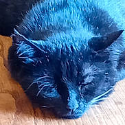 Kinder a rejoint le concours — aidez-le/la à gagner de superbes lots ! animal, black_cat, cat, close_up, cozy, cute, domestic_animal, ears, feline, fur, indoor, napping, peaceful, pet, quiet, resting, sleeping, soft, whiskers, wooden_floor