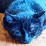animal, black_cat, cat, close_up, cozy, cute, domestic_animal, ears, feline, fur, indoor, napping, peaceful, pet, quiet, resting, sleeping, soft, whiskers, wooden_floor
