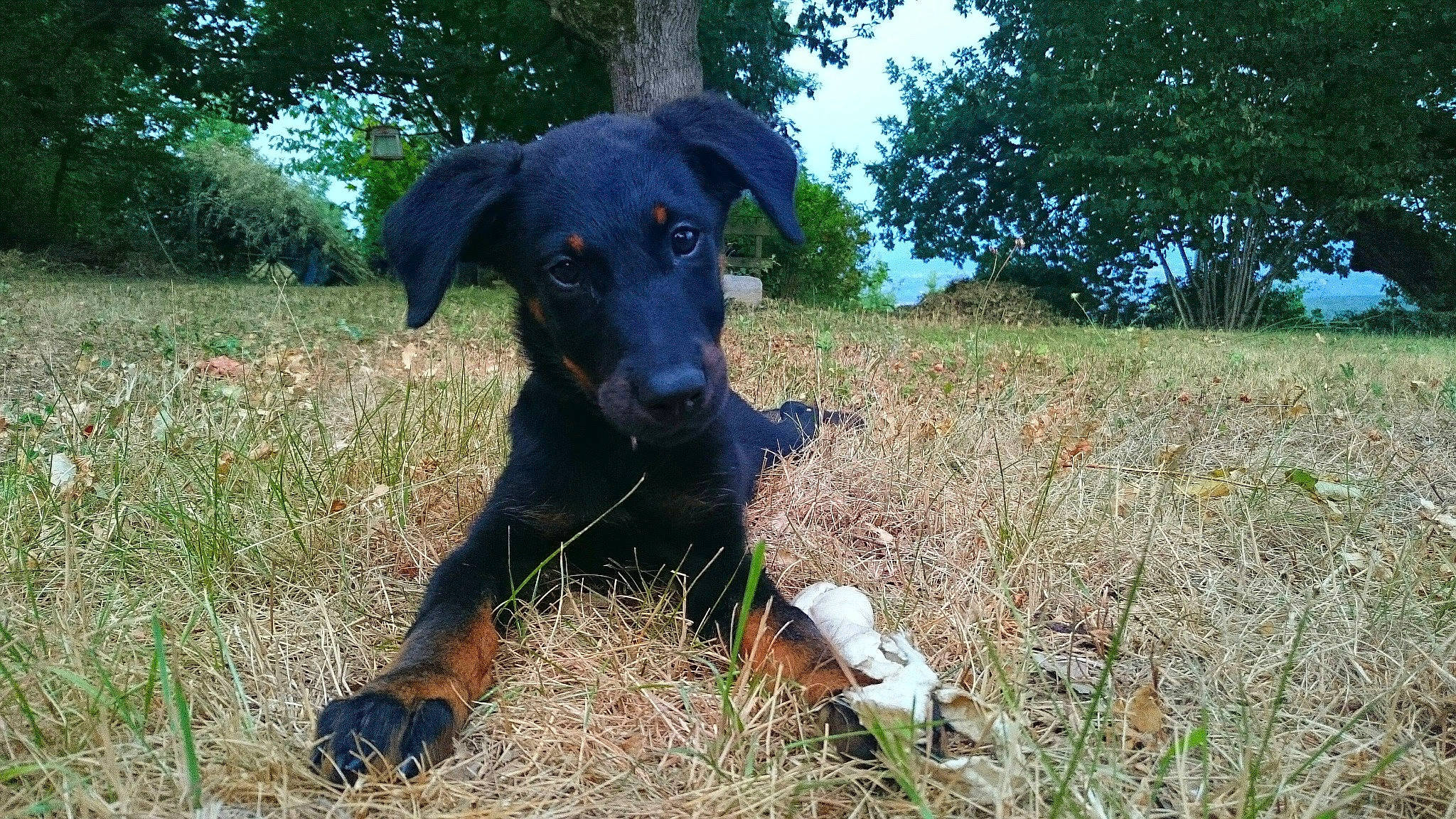 Leela participe au concours pour gagner de l'argent avec cette photo : borador, canidae, carnivore, companion_dog, dog, dog_breed, fawn, grass, grassland, guard_dog, plant, sky, snout, soil, sporting_group, tail, terrestrial_animal, tree, working_animal, working_dog