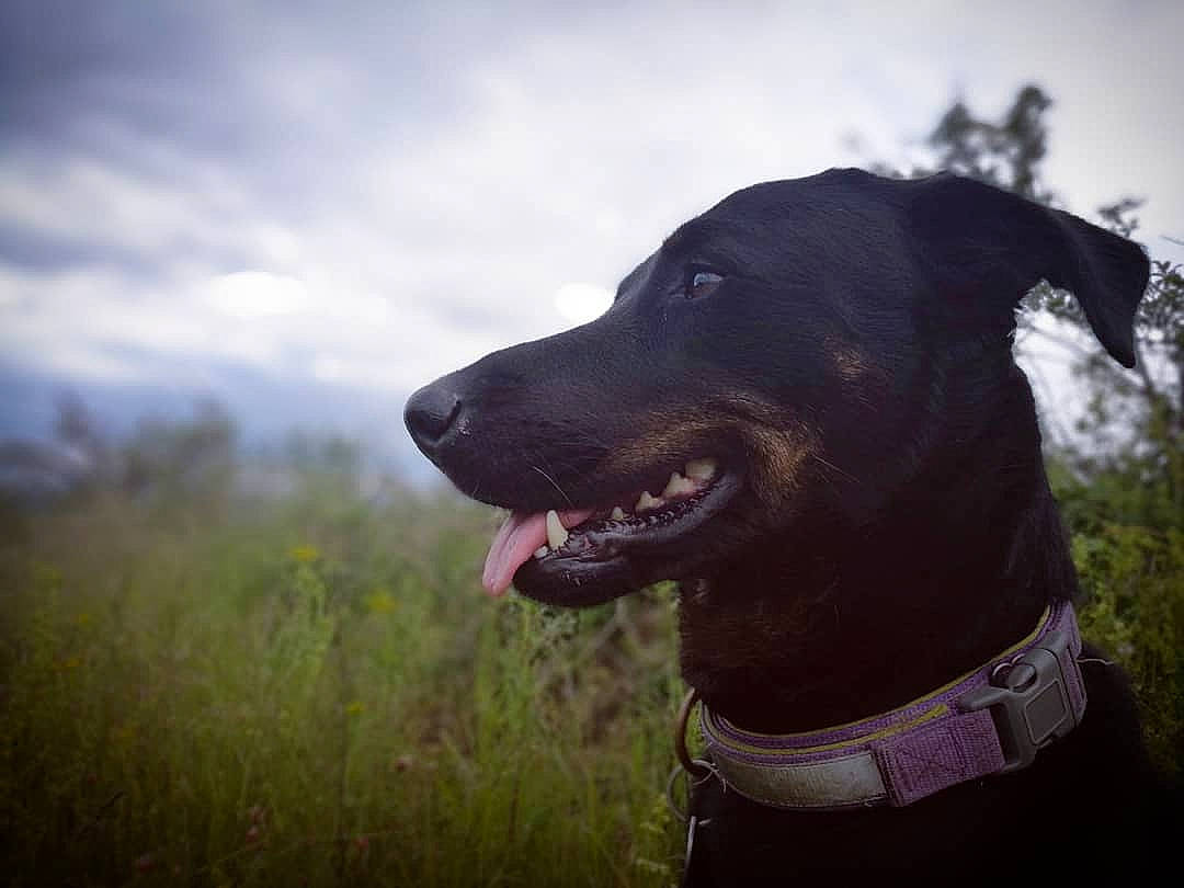 Leela participe au concours pour gagner de l'argent avec cette photo : canidae, carnivore, cloud, collar, companion_dog, dog, dog_breed, dog_collar, grass, grassland, gun_dog, happy, personal_protective_equipment, pet_supply, plant, sky, snout, sporting_group, whiskers, working_animal