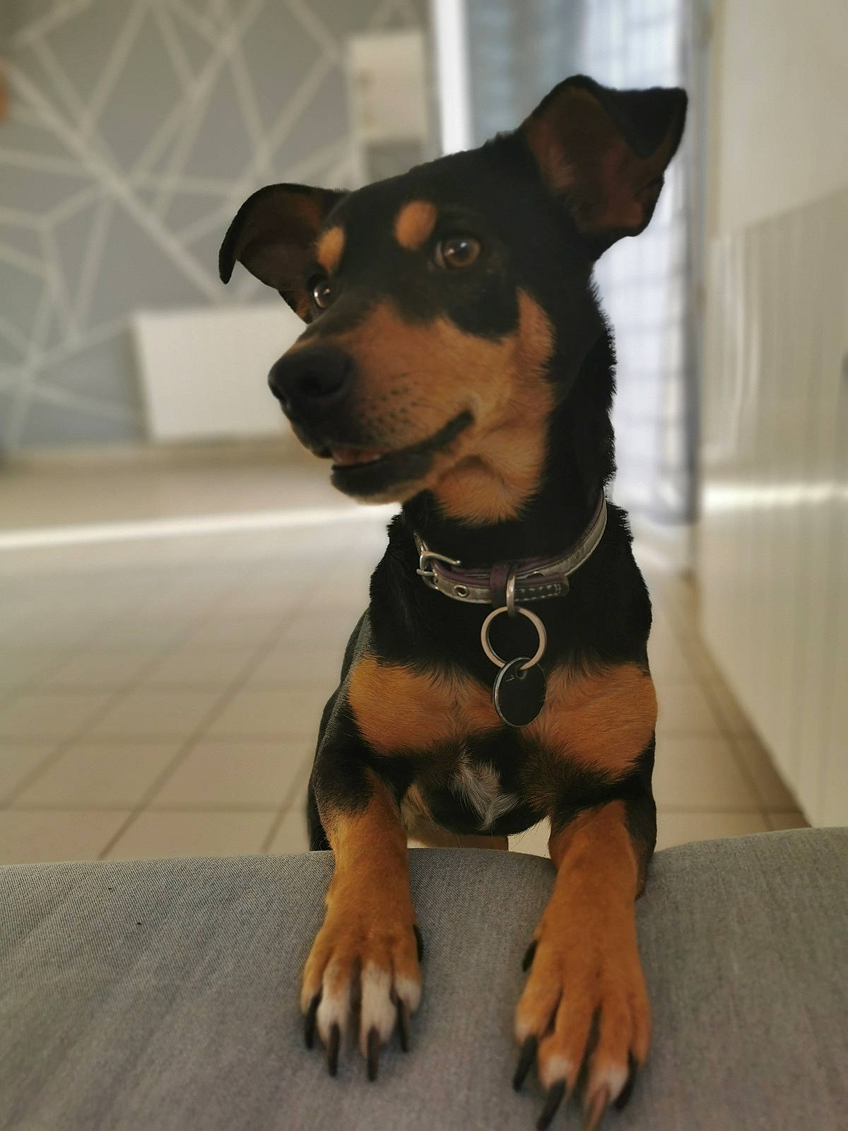 Oona participe au concours pour gagner de l'argent avec cette photo : canidae, carnivore, collar, companion_dog, dog, dog_breed, dog_collar, dog_supply, fawn, fur, guard_dog, pet_supply, prazsky_krysarik, snout, sporting_group, terrier, toy_dog, whiskers, working_animal, working_dog