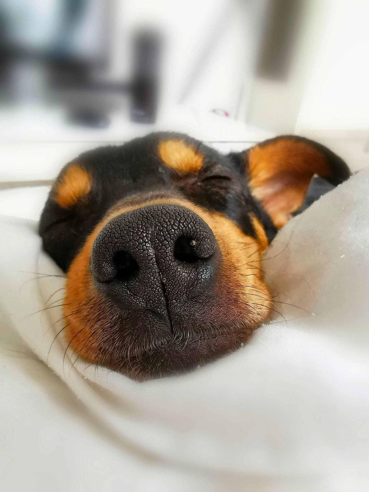 Oona participe au concours pour gagner de l'argent avec cette photo : canidae, carnivore, comfort, companion_dog, dog, dog_breed, ear, fawn, fur, paw, puppy, snout, sporting_group, terrestrial_animal, whiskers, working_animal, working_dog